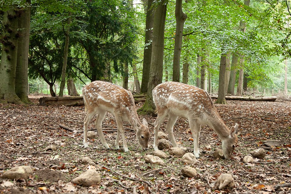 Immobilien Krefeld Forstwald