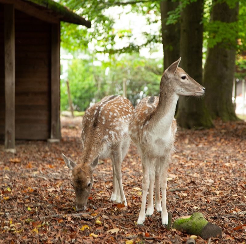 Immobilien Krefeld Forstwald